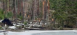 Vítr poškodil na Boubíně stovky stromů, většinou smrků Musí zůstat v porostech